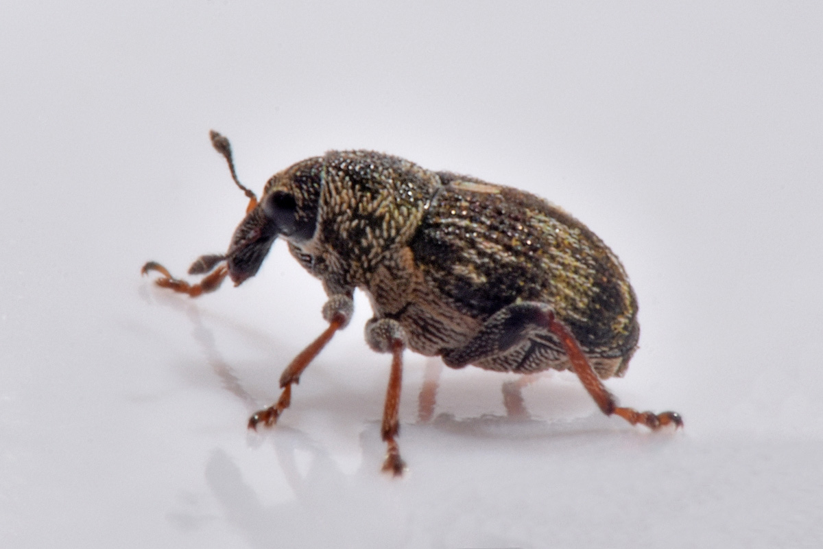 Curculionidae:  Rhinoncus sp.?  S, Rhinoncus perpendicularis